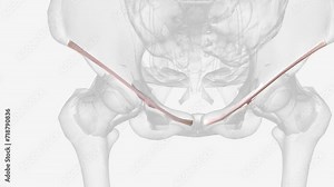The iliolumbar ligament is a strong band of connective tissue and one of the three vertebropelvic ligaments .