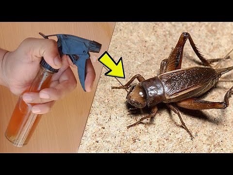 How to Get Rid of Crickets - Easiest Way to Get Rid of Crickets in House