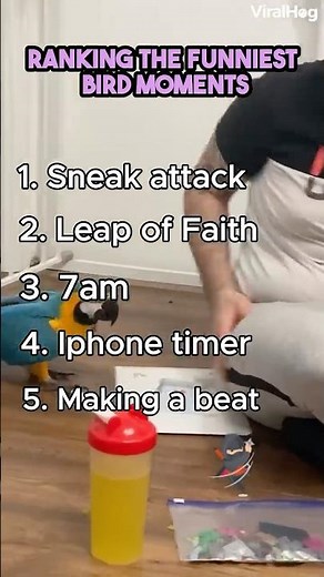 Top 5 FUNNIEST Bird Moments 😂🦜 | You WON’T Believe #1!