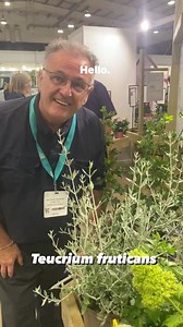 8.1K views · 192 reactions | Teucrium fruticans #gardening #garden #plants #plant #gardeningforbeginners | Dave The Plantman | Facebook