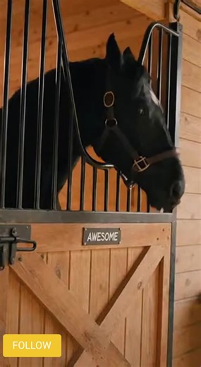 Horse Escapes Like a Pro: A Hilarious Adventure