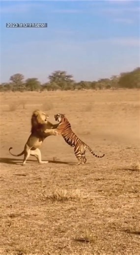 Lion vs Tiger Full Fight in Dusty Field | Real Wildlife CCTV Footage