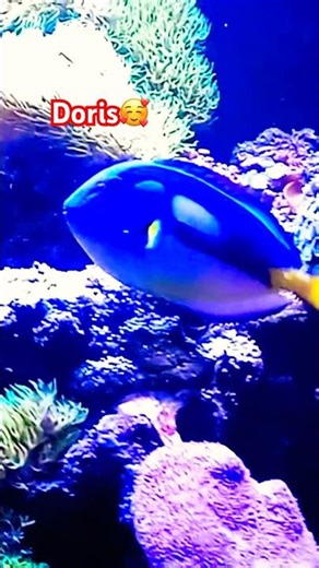 Finding Nemo 3: the search for Doris #findingnemo #wildlife #acuario #sea