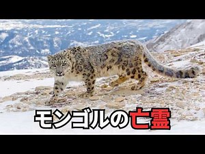 Mongolian Wildlife | Amazing Animals Living in the Last Wilderness on Earth