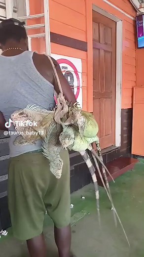 Iguanas on Guyanese TikTok