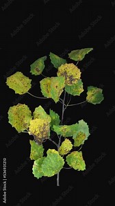 Time lapse of drying Aspen tree (Populus tremula) leaves with ALPHA transparency channel isolated on black background, vertical orientation