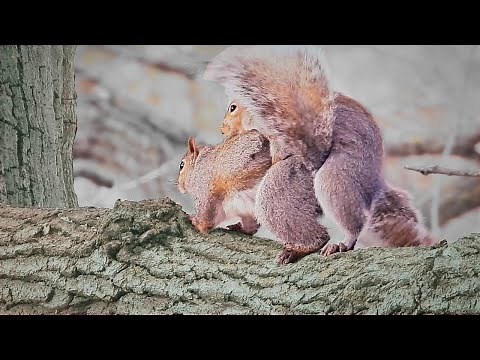 Gray Squirrels Mating Season