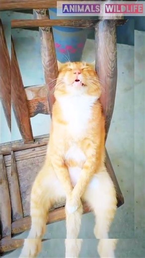 cat funny sleeping sound 🔊 #shorts #animals #cat