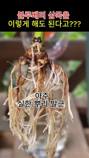블루베리 물꽃이 삽목방법 #shorts