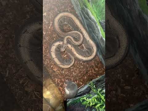 Ball python live feeding “she didn’t take”
