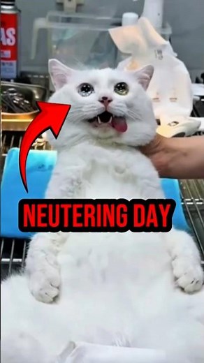 THE TRUTH about NEUTERING your CAT #cats #animal #shorts