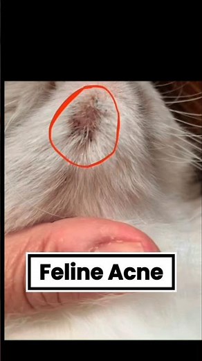 Feline Acne in cats resemble dirt.#cathealth #HopePetsClinic #felinecare #animalhospital