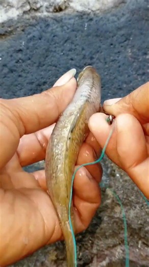tutorial on how to set up bait for big fish, targeting big skipjack tuna #fishing #fishingbait
