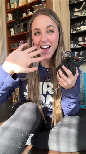 272K views · 7.5K reactions | Just a crazy chicken lady trying to find a chicken diaper 藍 Open to suggestions for other brands that might work better! #chickens #petchickens #funnyanimals | Gulf Coast Cluckers | Facebook