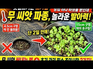 One Simple Change for Incredible Germination! Sowing Radish Seeds in the Scorching Early Autumn Sun