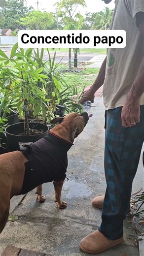 #parati #mascotas #dogs bello papo
