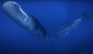 Witness First-Ever Footage of a Sperm Whale Calf Suckling