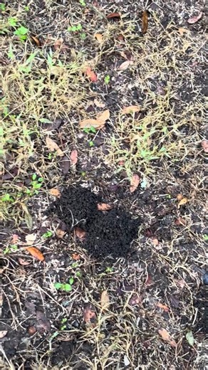 Mystery piles after rain? It’s just earthworm poop! #gardening /#gardeningtips #mystery #earthworm