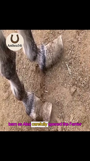 743 Post-care growth: toolbox setup for clear learning #ProfessionalTools #FarrierTraining #LearningJourney | Anthea54i