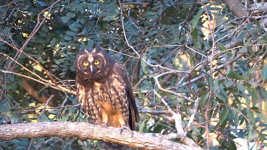 The Stygian Owl is one of the more mysterious members of an already elusive, often misunderstood family of birds. It’s similar to a Long-eared Owl in structure, but the Stygian is larger and darker, with sooty-brown upperparts and heavy dark barring on its chest and belly. This owl’s vivid, orange-yellow eyes glow bright red when illuminated by artificial light, and with some creativity, its long, close-set ear tufts can appear to be horns. Its eerie appearance gives the Stygian Owl an otherworl