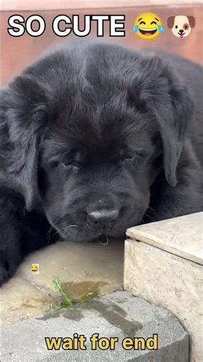 Cute Black Puppy Being Silly 🐶😂 | Funniest & Most Adorable Moments Ever! #shorts