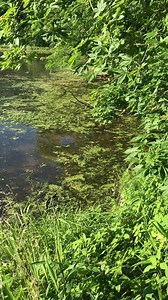 2.2K views · 59 reactions | Start your morning with a #MindfulMinute while you take a breath and experience one minute of Clearfork Lake at Knob Noster State Park. The sights and sounds of nature are not only great for your physical health, but your mental health too. | Missouri State Parks | Facebook