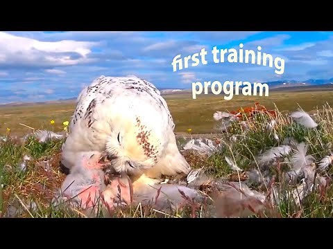 The Snowy Owl trains the chick to swallow prey