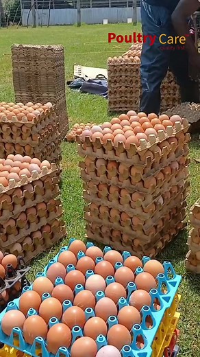 Maximizing Profit Potential in Poultry Farming | Poultry Care Services