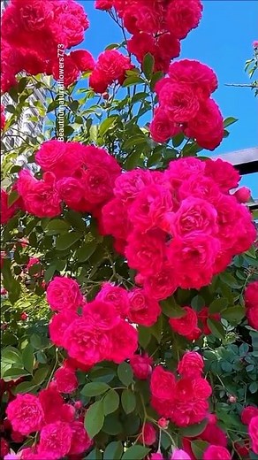 🌺 Spring Rose Garden Tour 4K | Amazing Flower Garden Views"