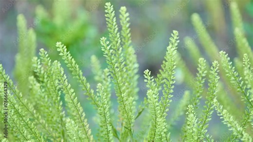 Lepidium is a genus of plants in the mustard-cabbage family, Brassicaceae. General common names include peppercress, peppergrass, pepperweed, and pepperwort. Some species form tumbleweeds.