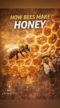 How Do Bees Really Make Honey?