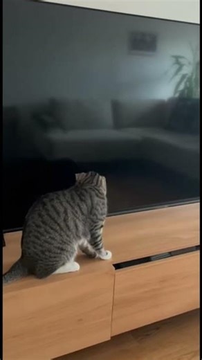This Reflection Was Late to the Cat #cat #funny #panic