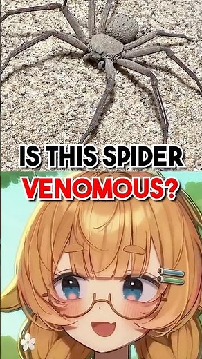 Nearly EVERY Spider IS VENOMOUS?! 🕷️
