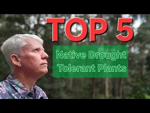 Top 5 Drought Tolerant Australian Native Plants