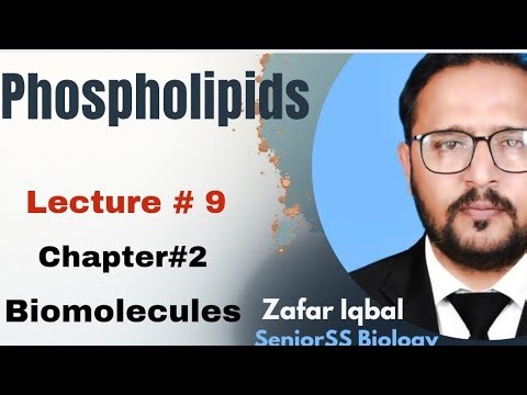 Phospholipids | Structure, Function & Importance | Biology Lecture for 1st Year Students
