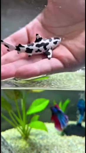 Panda Discus Fish: Stunning Amazonian Aquarium Species
