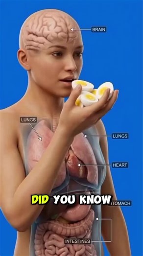 Did you know Boil egg 🥚 which inside human body? #healthtipstiktok #sciencetok #education #anatomy #usatiktok🇺🇸