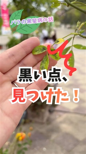 バラの黒い点の葉 全部むしる？ #バラ #ガーデニング