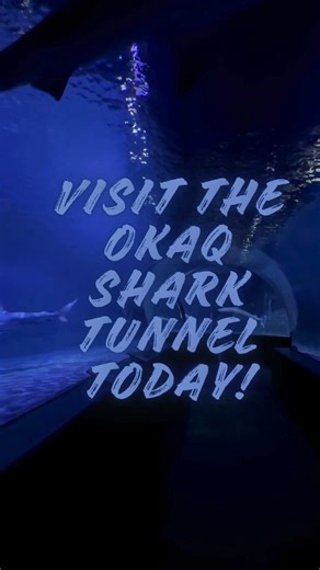 🦈 Walk through the ocean—without getting wet! 🦈 Step inside the iconic shark tunnel at the Oklahoma Aquarium and come face-to-face with sharks swimming all around you. It’s one of our most jaw dropping experiences and a must see for all ages. ✨ Look up. Look around. Feel the wow. 🎟️ Get your tickets and experience the shark tunnel today! #okaquarium #oklahomasonlyocean #aquariumlife | Oklahoma Aquarium