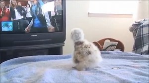 28K views · 2K reactions | Baby owl dancing with Ellen | Pictures of Owls | Facebook