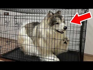 When I put on a realistic dog costume, I got locked in a cage!