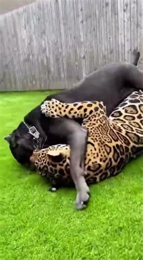 Cane Corso vs Jaguar: Unbelievable Power Clash! 🐾🔥
