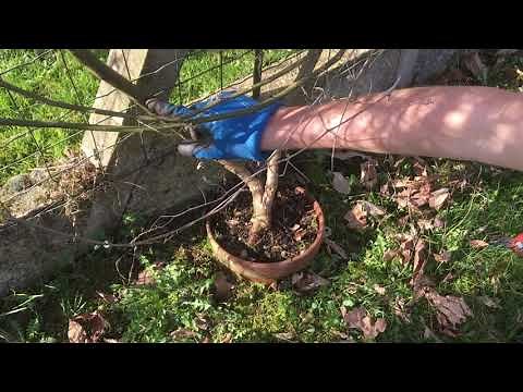 60 - Comment tailler une passiflore ?