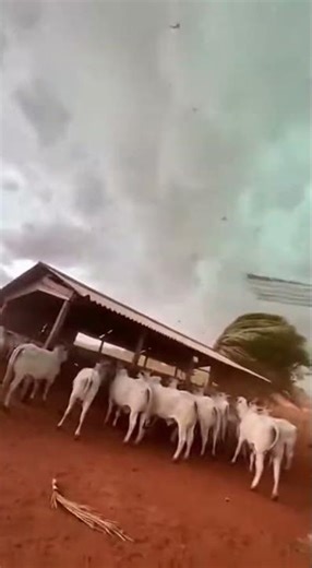 Derecho: Severe Wind Storm System