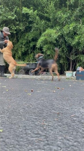 Good to see ya, 😄🤗❤️ Carolina dog, Taiwan dog, Sunny the dog, American dingo 台灣犬