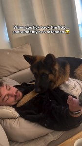 70K views · 3K reactions | He doesn’t like being licked but he will lick you to death 藍 #germanshepherd #gsd #gsdpuppy #gsdpuppies #gsdlove #germanshepherdpuppy #dogmum #dogdad #germanshepherddog #puppies #puppers #roscoe #pawrents #dogofinstagram #puppyofinstagram #funnydog #dogmeme #dogreels #gsdnation #gsdofinstagram #gsdofig #gsdlife #gsdlover #gsdpage #gsdcute #gsddaily | German Shepherd | Facebook