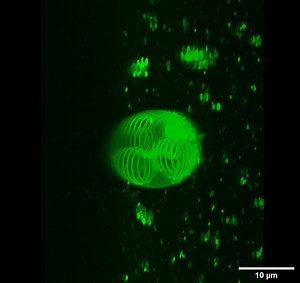 Scientists reveal how first cells could have formed on Earth