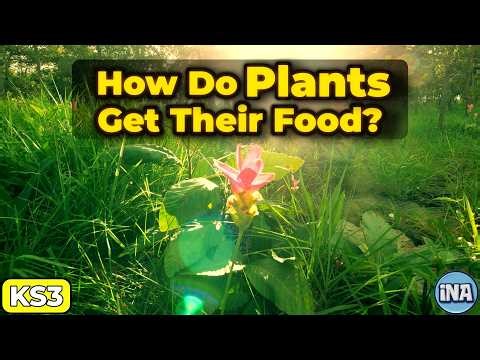 Plant Nutrition Explained | How Plants Make Their Own Food | KS3 Biology