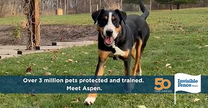 161K views · 31 reactions | Over 3 million pets protected and trained with Invisible Fence® Brand. Meet Austin and Aspen. | Invisible Fence Brand | Facebook