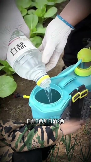 爲啥菜園長草不能打藥 #除草 #除草不傷作物 #種菜 #種菜小技巧